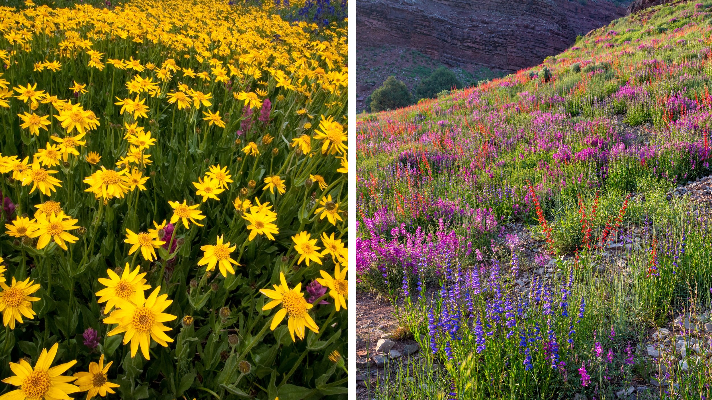 吹奏楽：『WILDFLOWERS』『DEJA VIEW』『SIGNATURES』 吹奏楽：『WILDFLOWERS』『DEJA VIEW』『SIGNATURES』 - メルカリ 吹奏